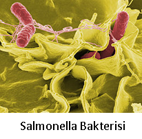 solmonella-bakterisi